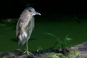 Images Dated 16th July 2011: Black-crowned night heron (juvenile)
