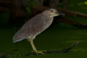 Images Dated 16th July 2011: Black-crowned night heron (juvenile)