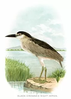 Images Dated 20th April 2017: Black crowned night heron lithograph 1897