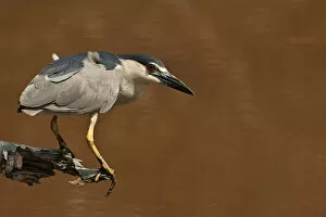Pond Collection: Black-crowned night heron in mid summer