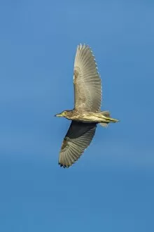 Images Dated 20th December 2012: Black-crowned Night Heron -Nycticorax nycticorax-, Keoladeo National Park, Rajasthan, India