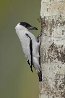 Images Dated 27th June 2015: Black-crowned Tityra