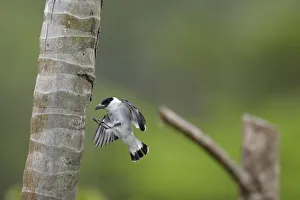 Images Dated 27th August 2018: Black-crowned Tityra