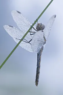 Odonate Gallery: Black Darter or Black Meadowhawk (Sympetrum danae)