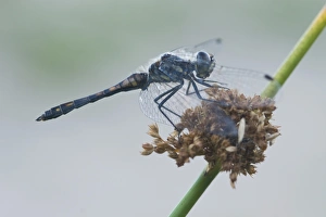 Odonate Gallery: Black Darter (Sympetrum danae) male