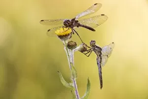 Anisoptera Gallery: Black Darter -Sympetrum danae-, male, above, and Keeled Skimmer -Orthetrum coerulescens-, male