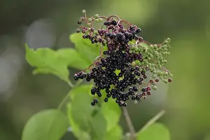 Berry Prints: Black Elderberry -Sambucus nigra- fruit cluster with leaves