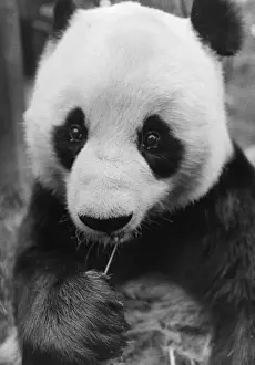 Bamboo Prints: Two Black Eyes