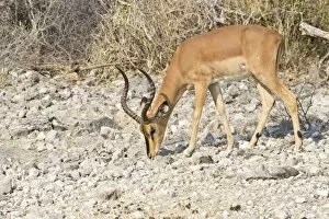 Images Dated 22nd August 2013: Black-faced Impala -Aepyceros melampus petersi- foraging for food, Etosha National Park, Namibia