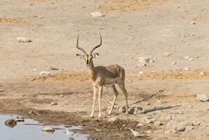 Images Dated 24th August 2012: Black Faced Impala -Aepyceros melampus petersi-, Chudop water hole, Etosha National Park, Namibia