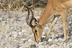 Black-faced Impala -Aepyceros melampus petersi- foraging for food, Etosha National Park, Namibia