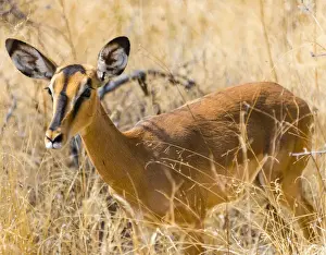 Black Faced Impala -Aepyceros melampus petersi- in the tall grass, Etosha National Park, Namibia