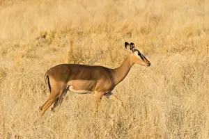 Black Faced Impala -Aepyceros melampus petersi- walking through the grass, Etosha National Park, Namibia