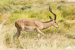 Black Faced Impala -Aepyceros melampus petersi- walking through the grass, Etosha National Park, Namibia