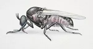 Arthropoda Gallery: Black Fly, Simulium sp. side view