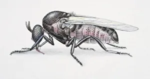 Pest Collection: Black Fly, Simulium sp. side view