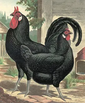 Black Fowl