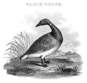Goose Prints: Black goose engraving 1812