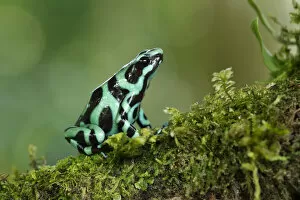 Images Dated 1st July 2015: Black and green poison frog
