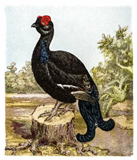 Images Dated 12th May 2018: The black grouse or blackgame or blackcock (Tetrao tetrix)