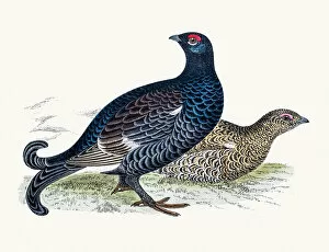 Bird Lithographs Gallery: Black grouse game bird