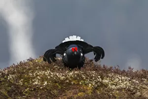 Images Dated 3rd May 2013: Black Grouse -Lyrurus tetrix-, cock displaying, Tyrol, Austria