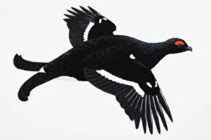 Galliformes Prints: Black Grouse (Tetrao tetrix), large adult male game bird