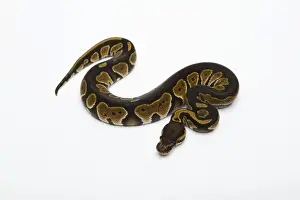 Black Head Double Het Albino Ghost Ball Python or Royal Python -Python regius-, female