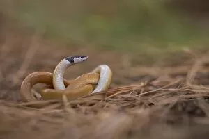 Ground Gallery: Black-headed ground snake