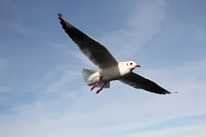 Images Dated 4th November 2012: Black-headed gull -Larus ridibundus-, in non-breeding plumage, in flight, Bavaria, Germany, Europe