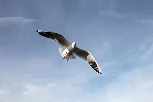Images Dated 4th November 2012: Black-headed gull -Larus ridibundus-, in non-breeding plumage, in flight, Bavaria, Germany, Europe