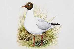 Images Dated 2nd July 2007: Black-headed gull (Larus ridibundus), standing in grass, side view