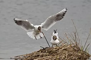 Images Dated 8th May 2013: Black-headed Gull -Larus ridibundus- approaching nest with nesting material, Muenster
