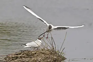Nesting Site Prints: Black-headed Gull -Larus ridibundus- approaching nest with nesting material