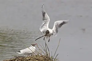 Nesting Site Prints: Black-headed Gull -Larus ridibundus- approaching nest with nesting material
