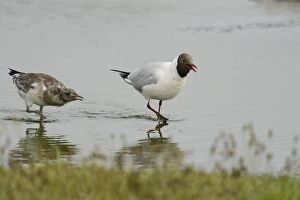Images Dated 21st June 2012: Black-headed gull -Larus ridibundus-, with chick, Texel, The Netherlands, Europe