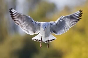 Images Dated 18th October 2012: Black-headed Gull -Larus ridibundus- in flight, front view, Baden-Wuerttemberg, Germany