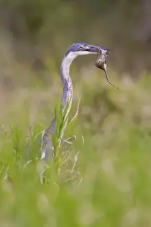 Out Of Focus Prints: Black-headed heron -Ardea melanocephala- at Addo Elephant Park, South Africa
