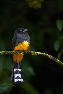 Black-headed Trogon