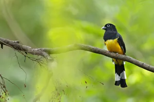 Images Dated 31st October 2015: Black-headed Trogon