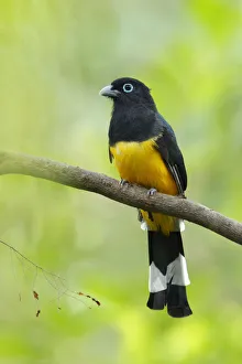Images Dated 31st October 2015: Black-headed Trogon