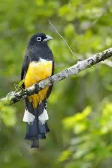 Images Dated 31st October 2015: Black-headed Trogon