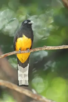 Black-headed Trogon