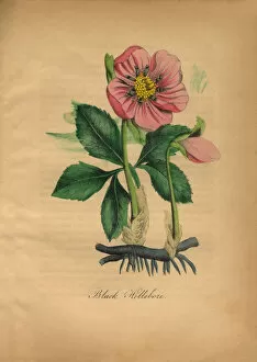 Images Dated 6th July 2016: Black Hellebore, Victorian Botanical Illustration