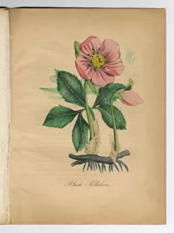 Images Dated 3rd July 2015: Black Hellebore Victorian Botanical Illustration