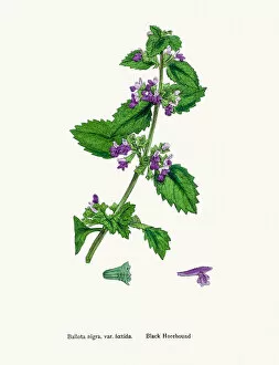 Images Dated 12th June 2016: Black Horehound plant