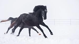 Images Dated 14th February 2015: Black Horses Running On Snow Covered Landscape During Snowfall