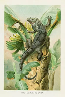Images Dated 26th October 2018: Black iguana chromolithograph 1896