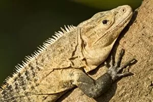Images Dated 16th January 2012: Black Iguana, Costa Rica