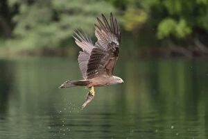 Black Kite -Milvus migrans- flying with a captured fish over a lake, Mecklenburg-Western Pomerania, Germany